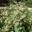 Eupatorium rugosum